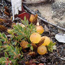 Image of Leucopogon fraseri A. Cunn. ex DC.