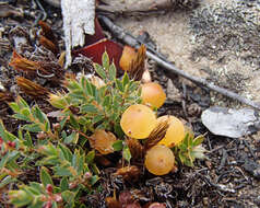 Image of Leucopogon fraseri A. Cunn. ex DC.