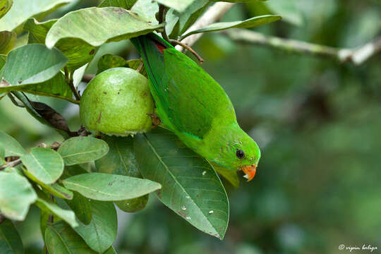 Image of Vernal Hanging Parrot