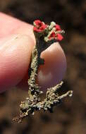 Image of Florke's cup lichen