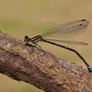 Image of Argia oculata Hagen ex Selys 1865