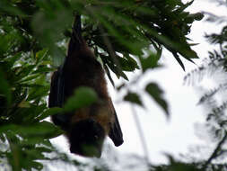 Image of Ryukyu Flying Fox