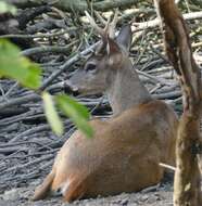 Image of Guatemalan White-tailed Deer