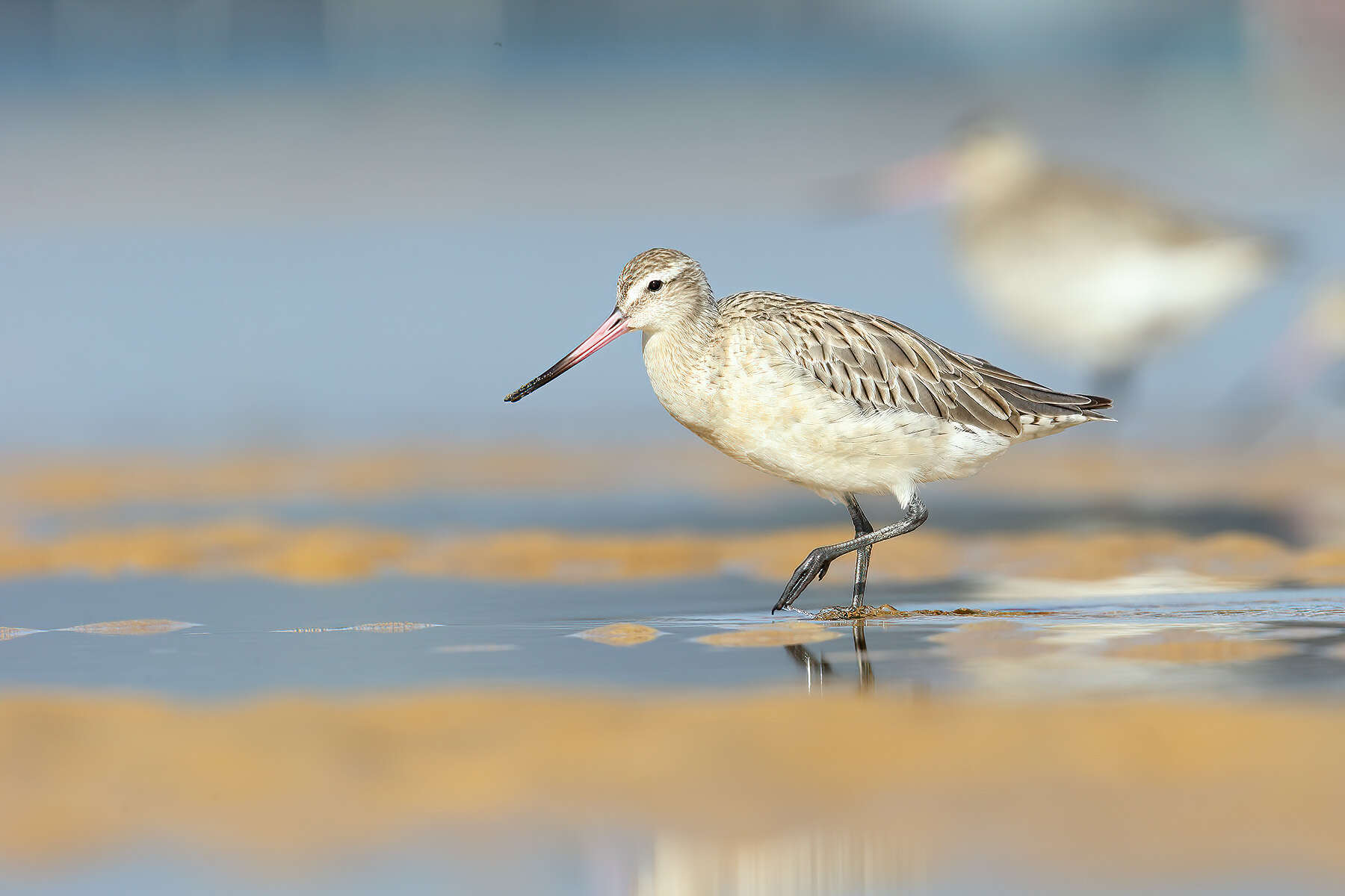 Image of Limosa Brisson 1760