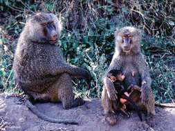 Image of Baboon