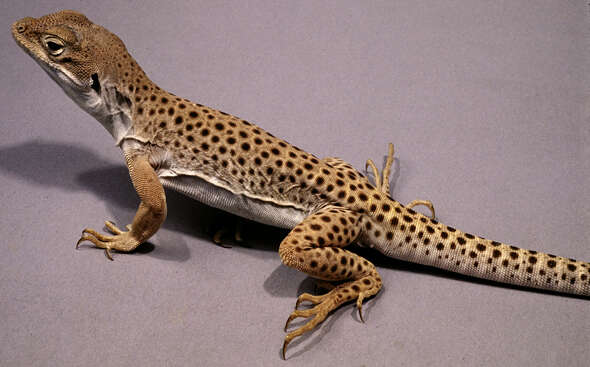 Image of Leopard lizards