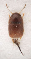 Image of featherwing beetles