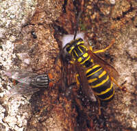 Vespula squamosa (Drury 1770) resmi