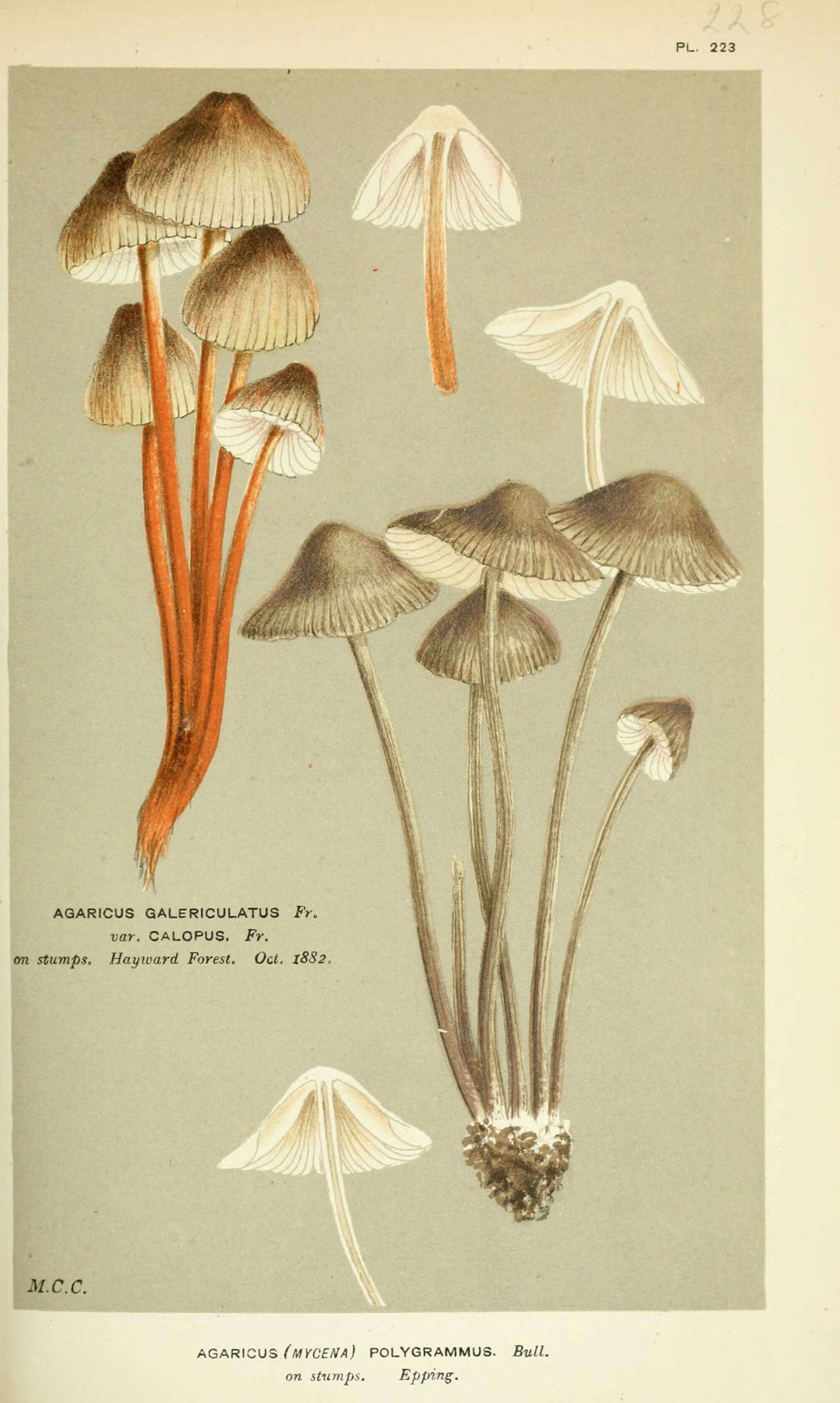 Image of Mycena polygramma (Bull.) Gray 1821