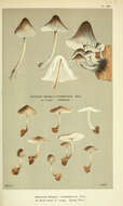 Image of Mycena parabolica (Fr.) Quél. 1872