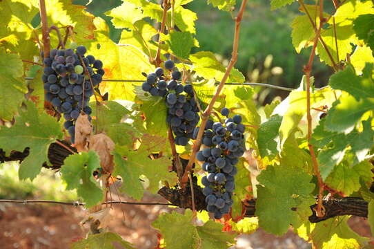 Image of wine grape
