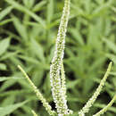 Image of Culver's root