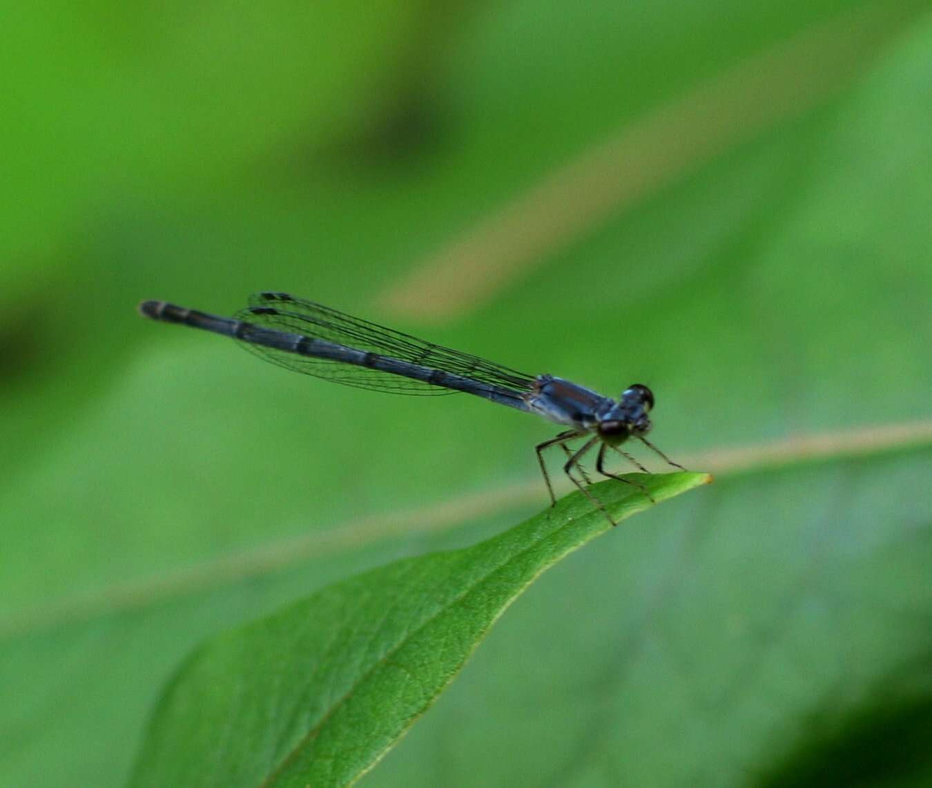 Image of Familiar Bluet