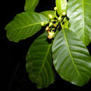 Sivun Tovomita longifolia (L. C. Rich.) Hochr. kuva