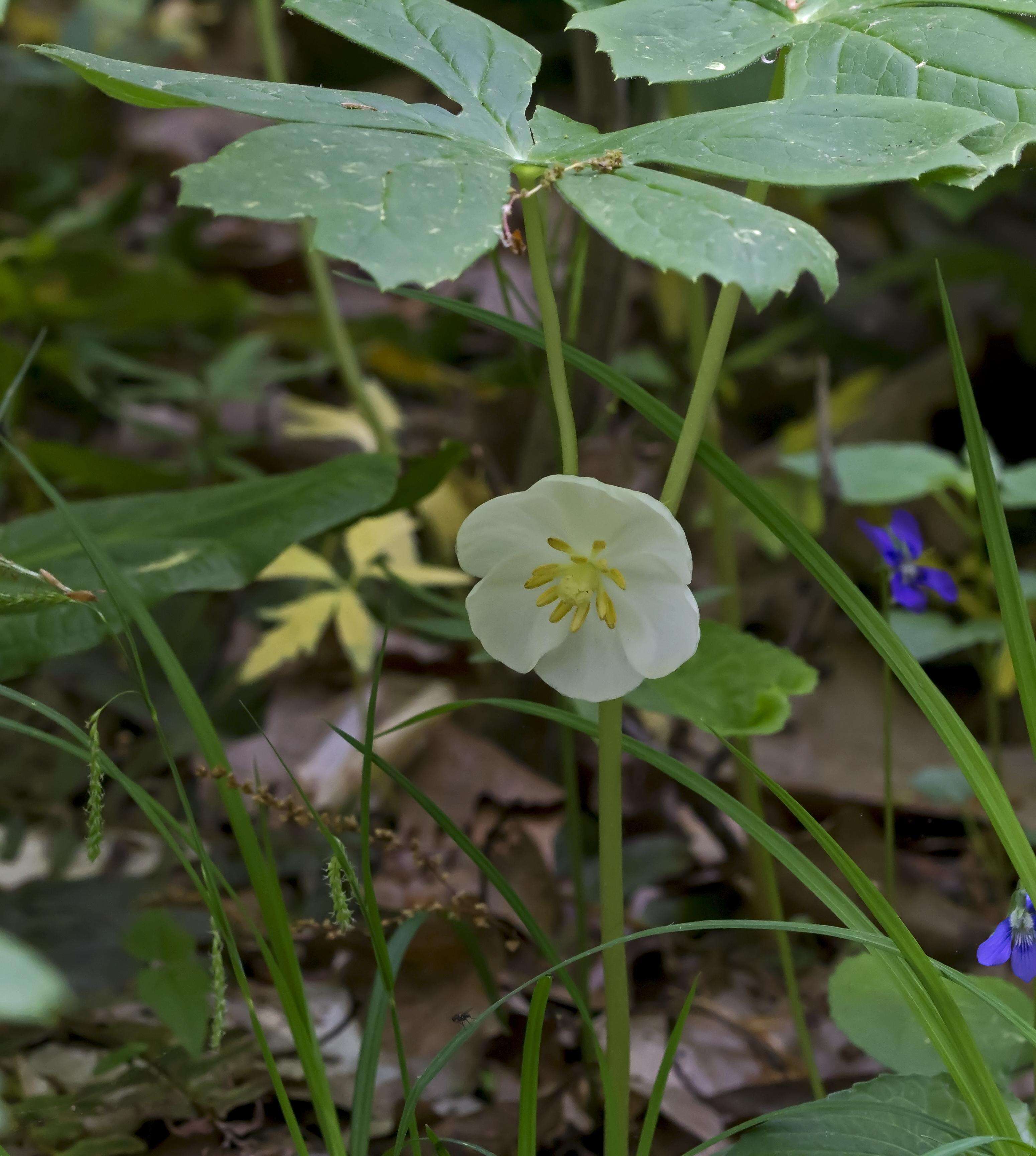 Image de Podophyllum