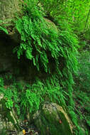 Image of maidenhair fern