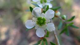 Image of Australian wild may