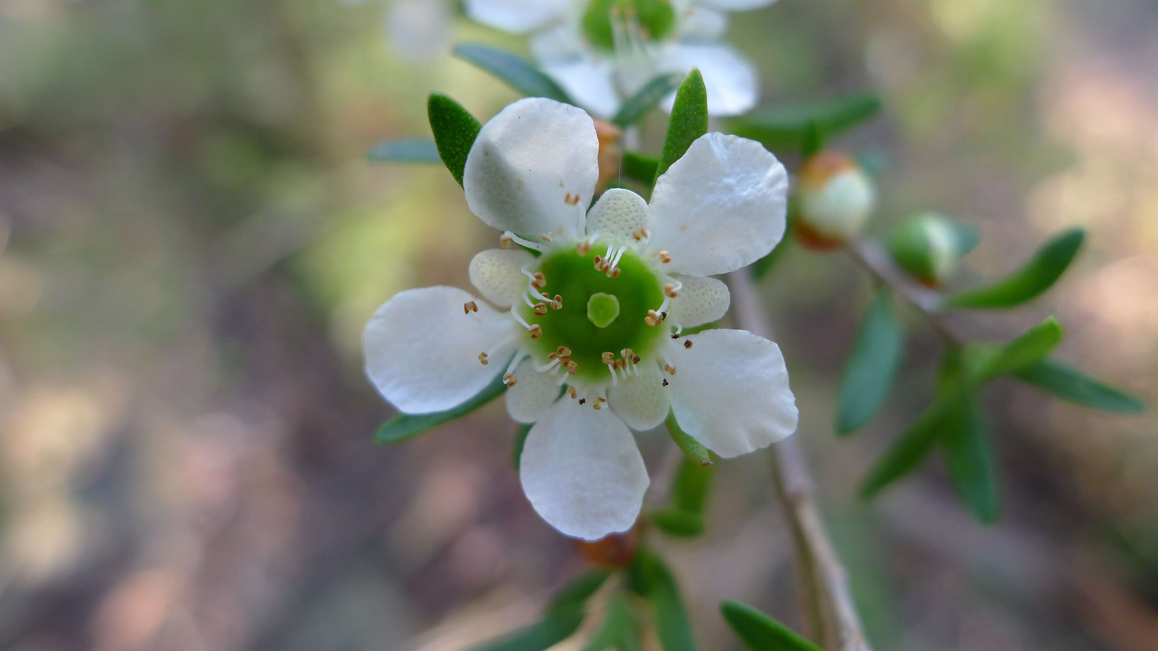 Image of Australian wild may