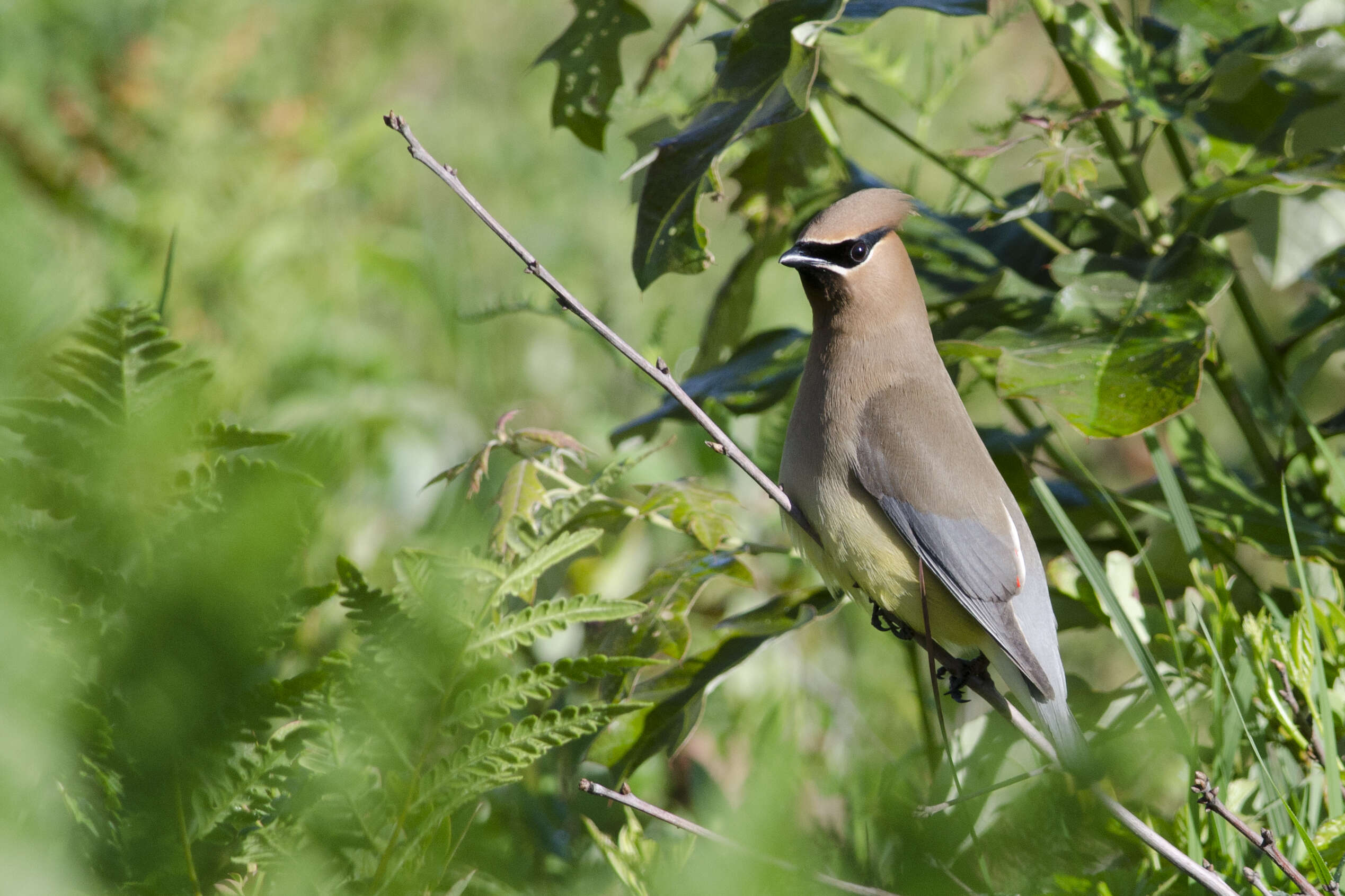 Image of waxwings and relatives