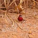 Image of Red Pileated Finch