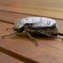 Image of Cane beetle