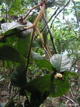 Image of Cordia nodosa Lam.