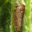 Image de Agallia quadripunctata