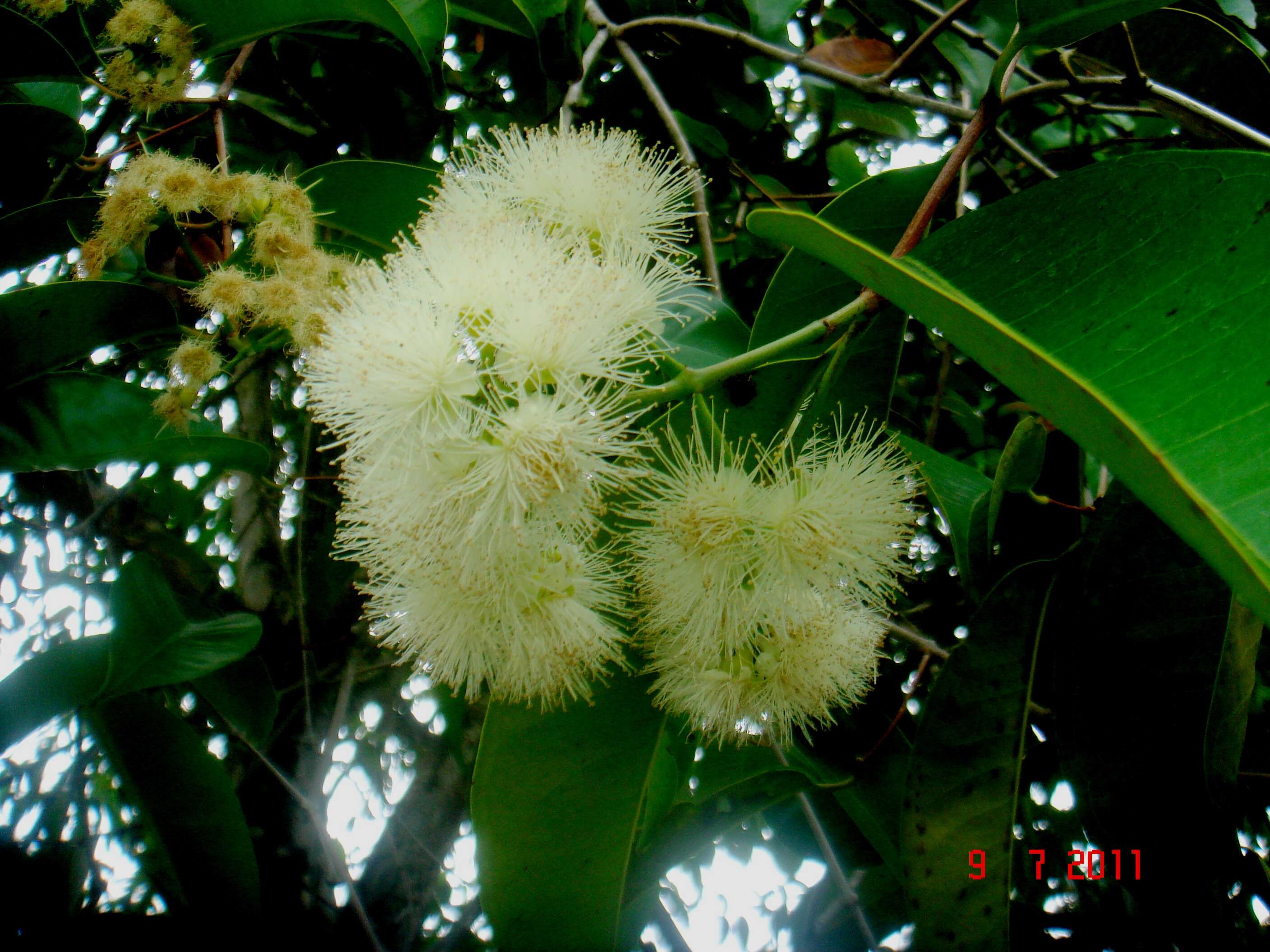 Image of Sea-Apple