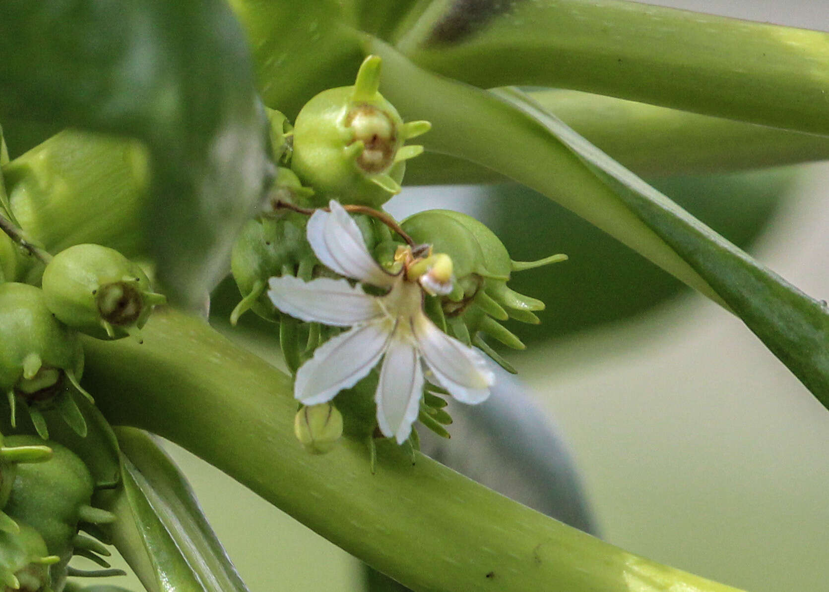 Image of Fan Flower