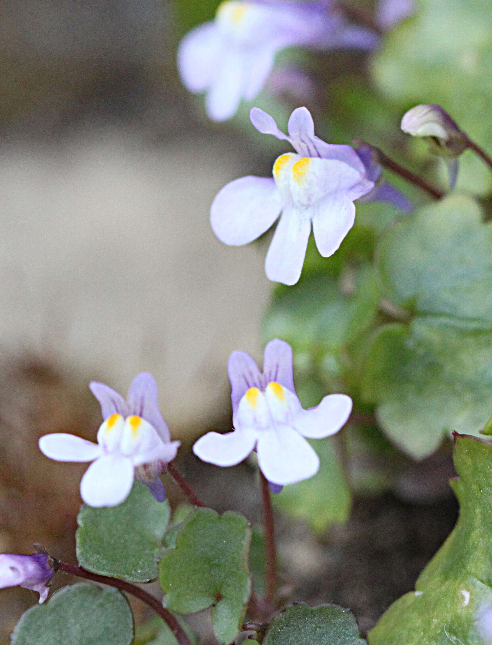 Image of Ivy-leaved Toadflax