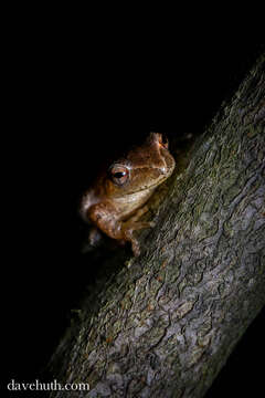 Image of Spring Peeper