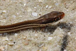 Image of Thamnophis saurita sackenii (Kennicott 1859)