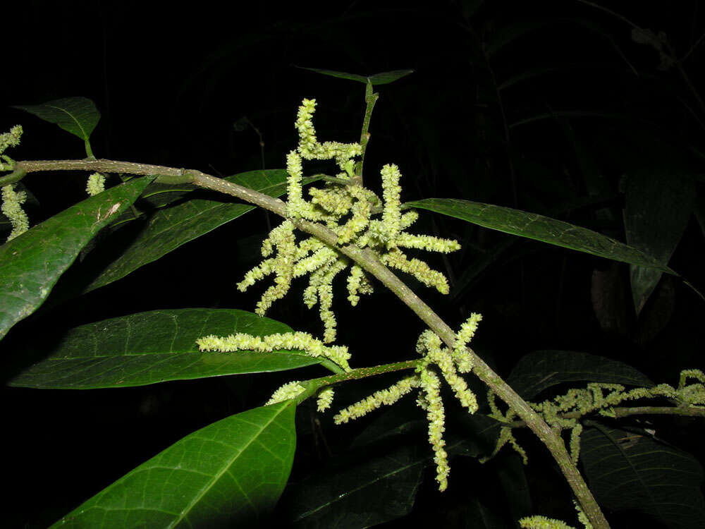 Image of Pubescent Sorocea (tree)