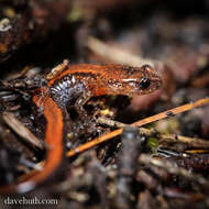 Image of Woodland salamander