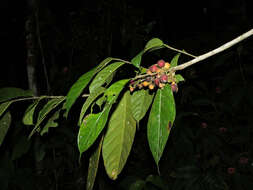 Image of Pubescent Sorocea (tree)