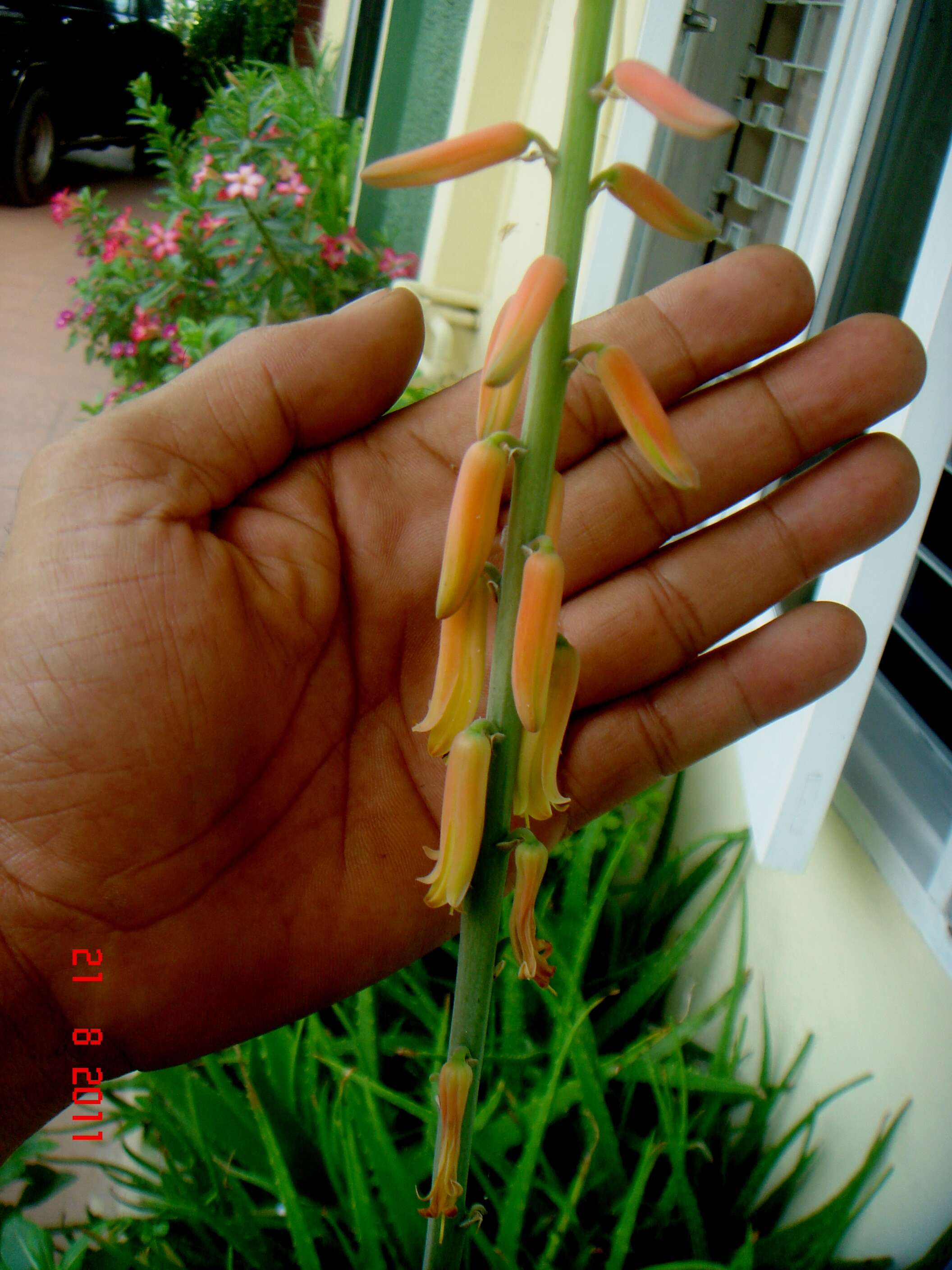 Image of Aloe vera (L.) Burm. fil.