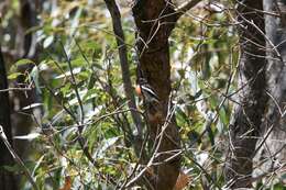 Image of australasian robins