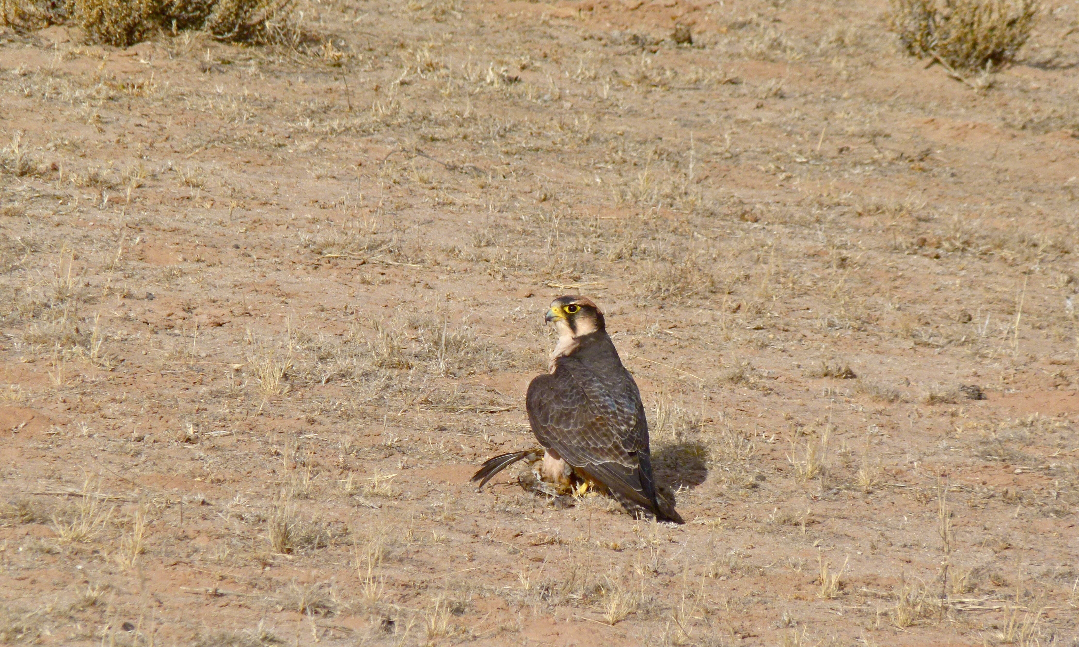 Image of Lanner Falcon