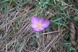 Image of Autumn crocus