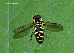 Image of Xanthogramma pedissequum (Harris 1776)