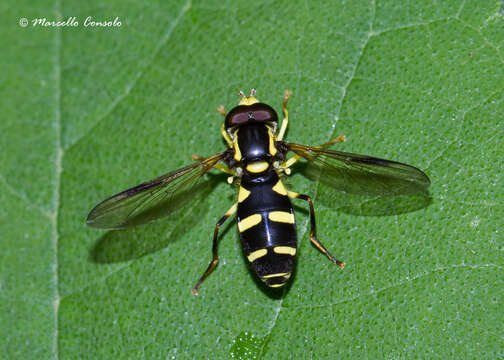 Image of Xanthogramma pedissequum (Harris 1776)