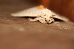 Image of Lepidoptera