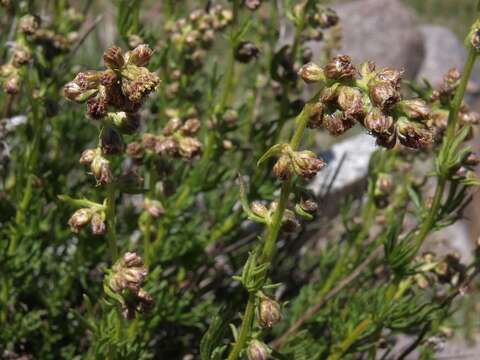 Image de Artemisia michauxiana Bess.