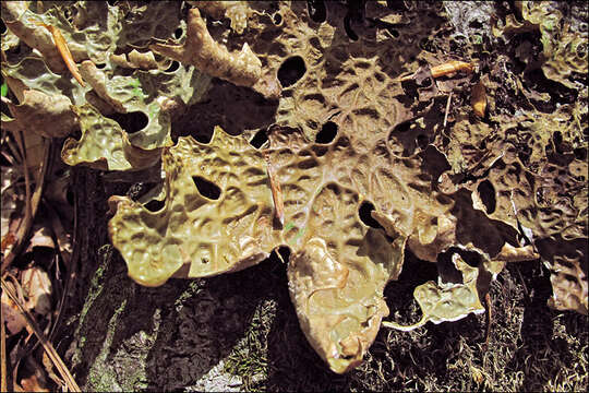 Image of Lungwort