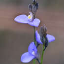 Image of Blue-spike Milkwort