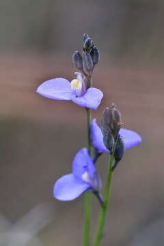 Image of Blue-spike Milkwort