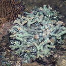 Image of spine coral