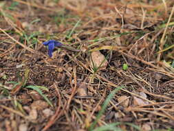 Image of fringed gentian