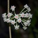 Image of Hoya acuta Haw.