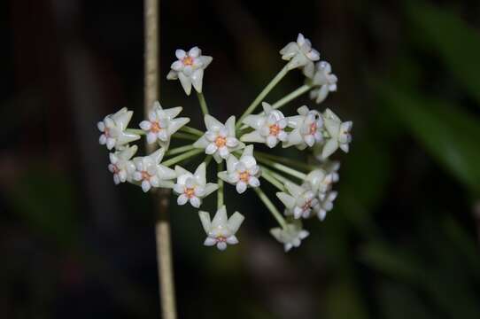 Image of Waxflowers